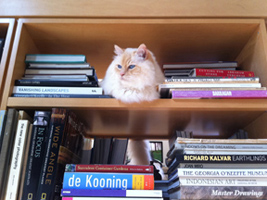cat on bookshelf